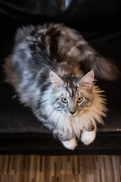 Die Maine-Katze, im Haus aufgenommen — Stockfoto