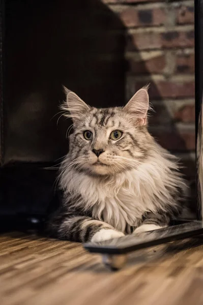 Maine kočka, pořízen v interiéru — Stock fotografie