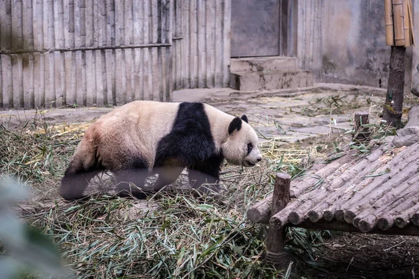 Panda, fényképezett, Szecsuán, Kína — Stock Fotó