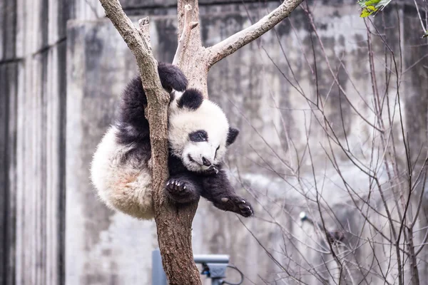 Панда, сфотографований у провінції Сичуань, Китай — стокове фото