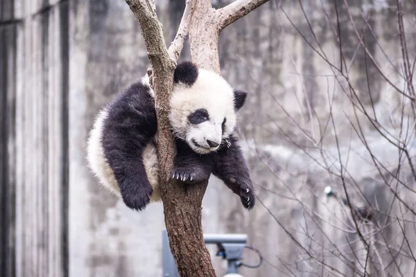 Панда, сфотографований у провінції Сичуань, Китай — стокове фото