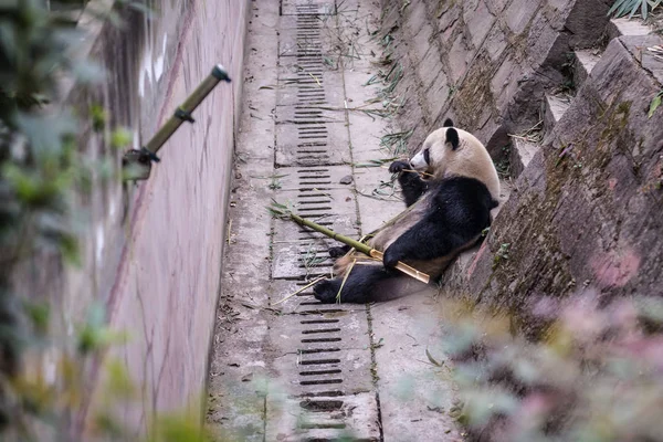 Panda, fotografado em Sichuan, China — Fotografia de Stock