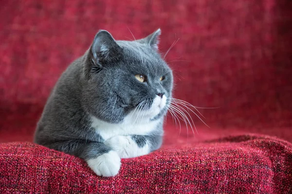灰色的英国短毛猫 — 图库照片