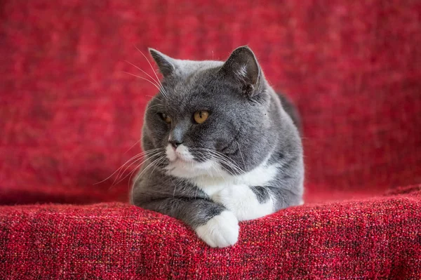 O cinzento Britânico Shorthair — Fotografia de Stock