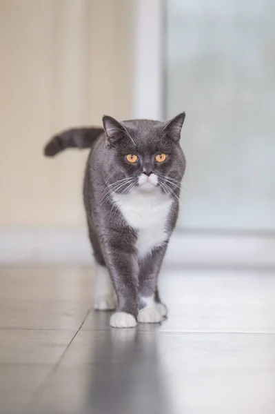 O gato britânico cinza — Fotografia de Stock