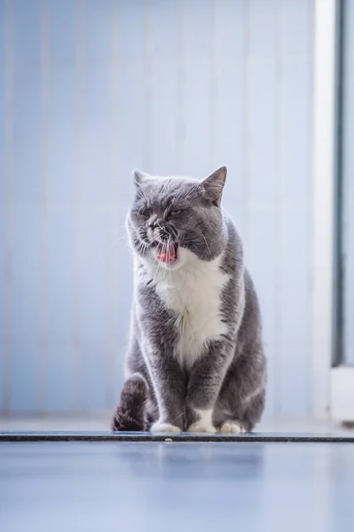 El gato británico gris — Foto de Stock