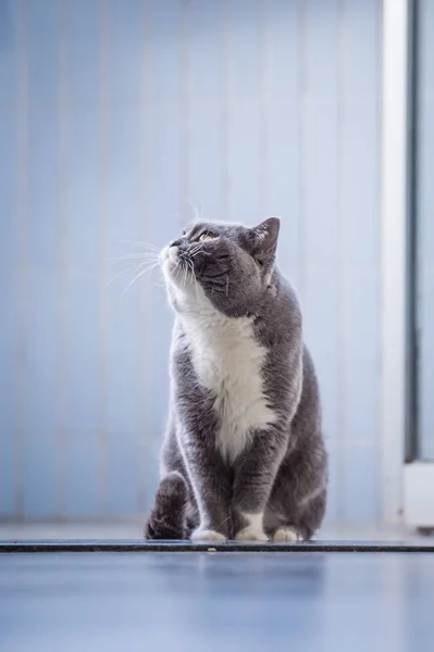 Die graue britische Katze — Stockfoto