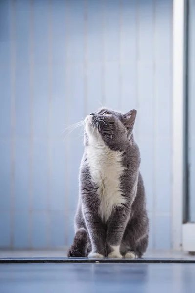 Die graue britische Katze — Stockfoto