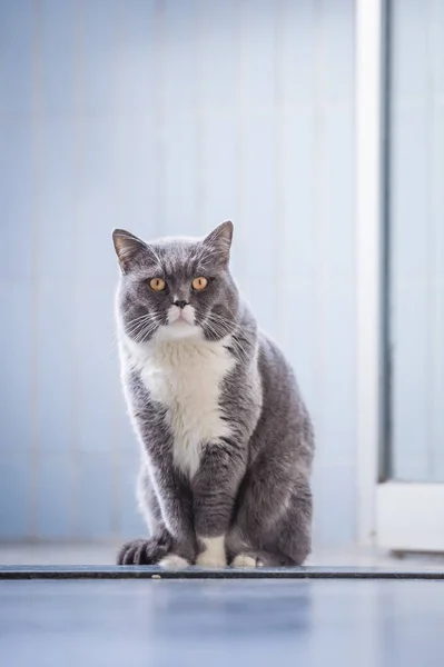 El gato británico gris — Foto de Stock