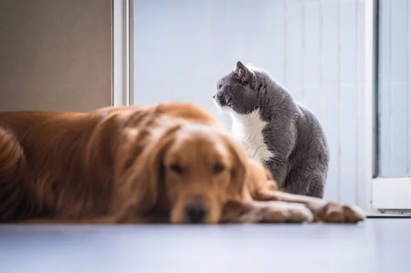 Brittiska katt och Golden Retriever — Stockfoto