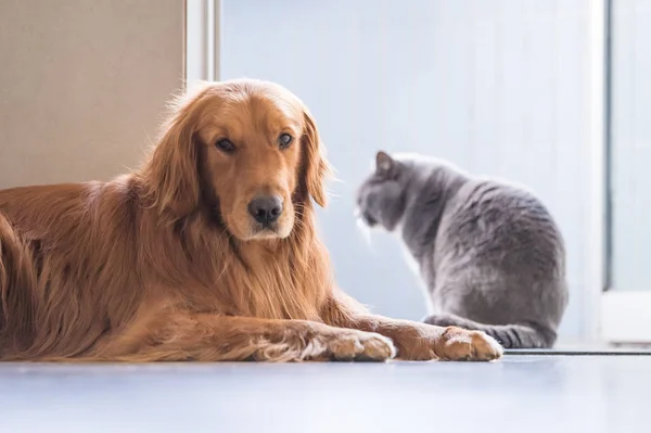 İngiliz kedi ve Golden Retriever — Stok fotoğraf