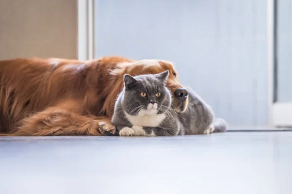 Gatto britannico e Golden Retriever — Foto Stock