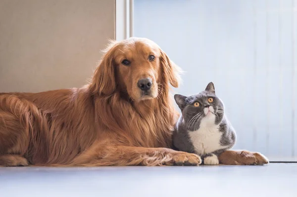 Britse kat en Golden Retriever — Stockfoto