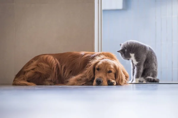 Kot brytyjski i Golden Retriever — Zdjęcie stockowe