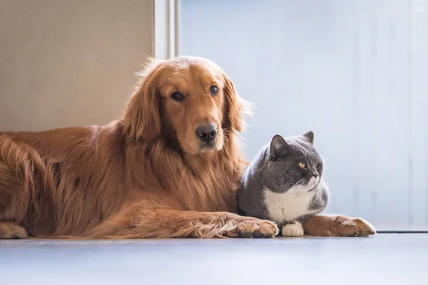 Kot brytyjski i Golden Retriever — Zdjęcie stockowe