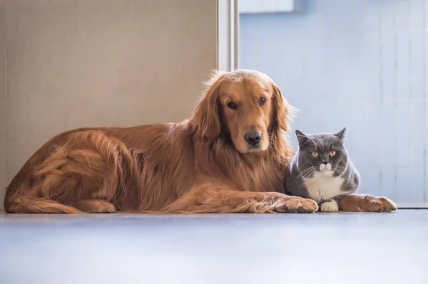 Kot brytyjski i Golden Retriever — Zdjęcie stockowe