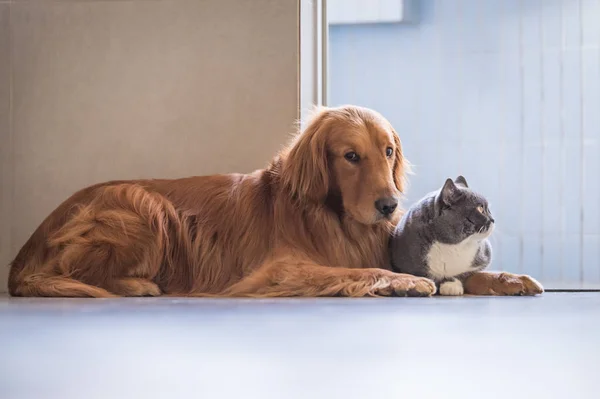 Gato britânico e Golden Retriever — Fotografia de Stock