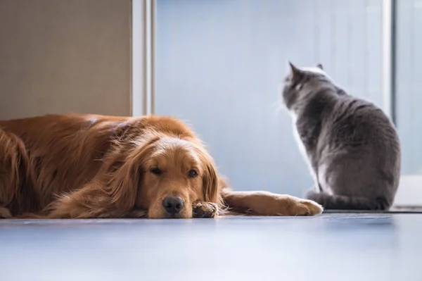 Brittiska katt och Golden Retriever — Stockfoto