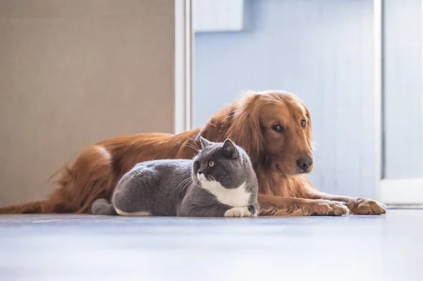 Gato britânico e Golden Retriever — Fotografia de Stock