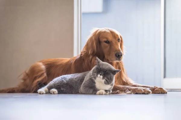 Kot brytyjski i Golden Retriever — Zdjęcie stockowe