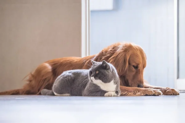 Gato britânico e Golden Retriever — Fotografia de Stock