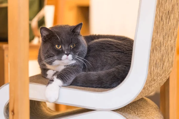 O gato britânico deitado na cadeira — Fotografia de Stock