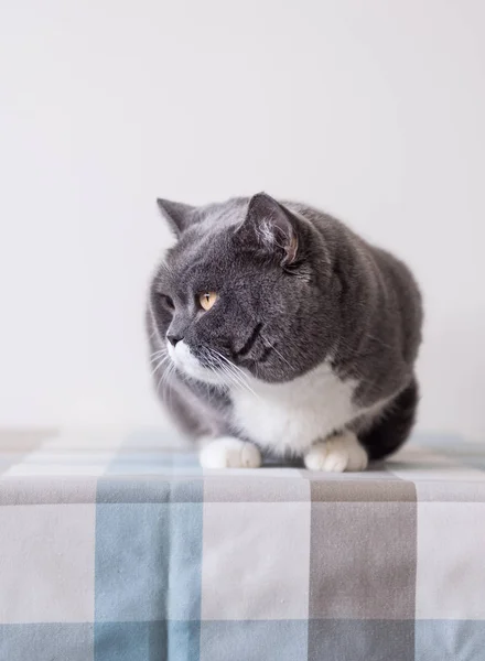 Den grå Brittiskt Korthår katten — Stockfoto