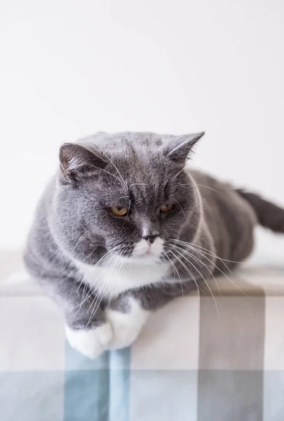 회색 영국 쇼트헤어 고양이 — 스톡 사진