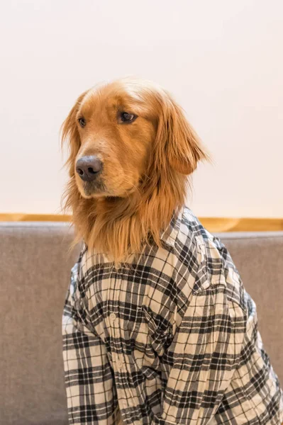 O Golden Retriever vestido — Fotografia de Stock