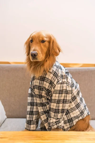 The clothed Golden Retriever — Stock Photo, Image