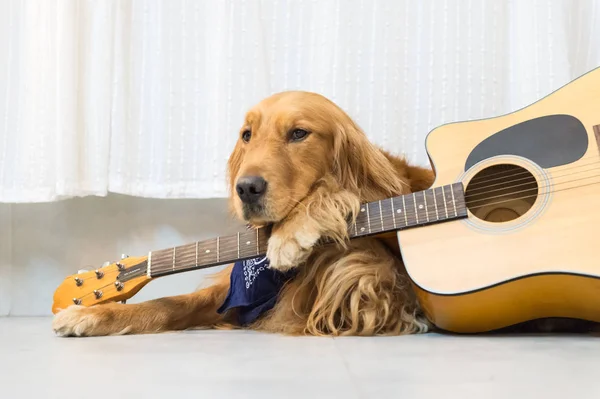 黄金猎犬和吉他 — 图库照片