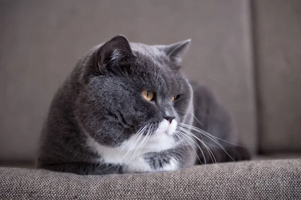 O gato britânico cinza — Fotografia de Stock