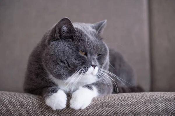 Сірий британський кіт — стокове фото