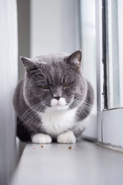 El gato británico gris — Foto de Stock