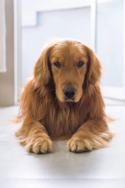 El golden retriever para tumbarse en el suelo — Foto de Stock