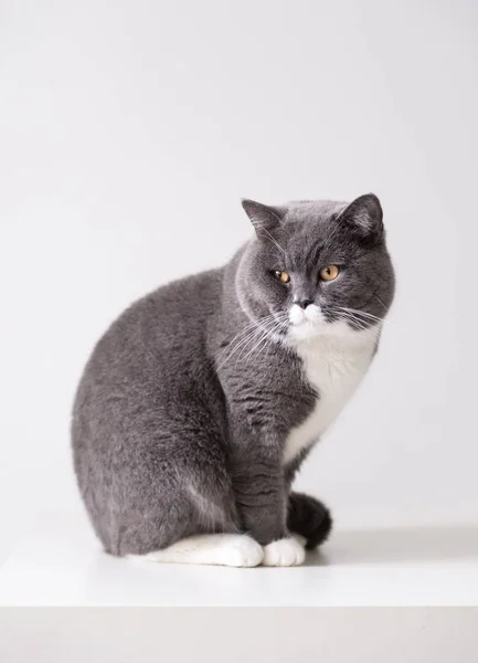 Il gatto britannico grigio — Foto Stock