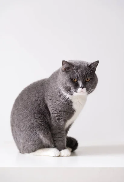 Den grå brittiska katten — Stockfoto