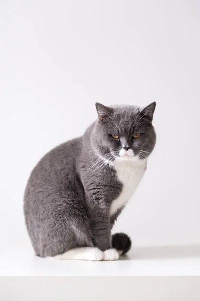 Den grå brittiska katten — Stockfoto