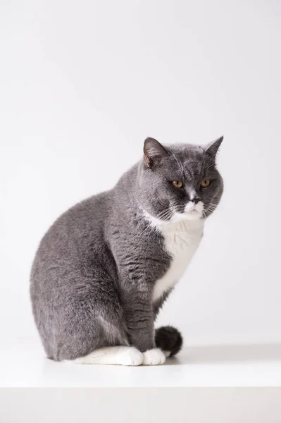 O gato britânico cinza — Fotografia de Stock