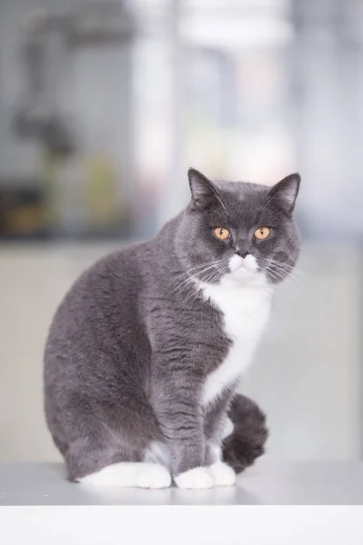 Серый британский кот — стоковое фото