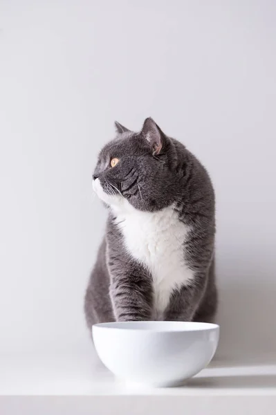 Il gatto britannico grigio — Foto Stock