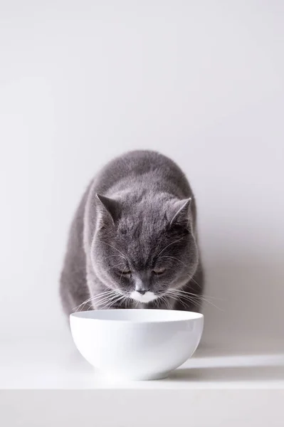 De grijze Britse kat — Stockfoto