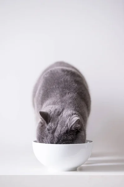 El gato británico gris — Foto de Stock