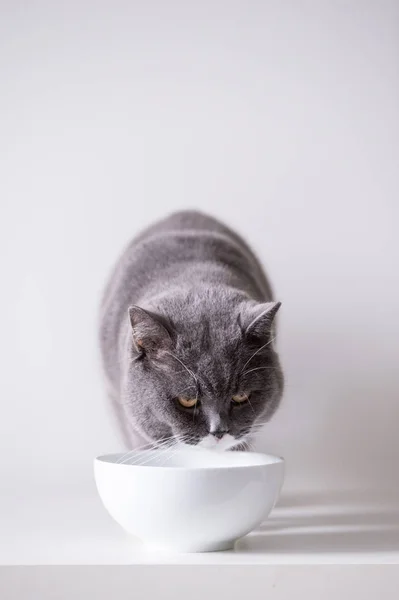 O gato britânico cinza — Fotografia de Stock