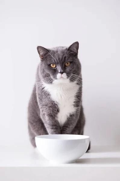 Il gatto britannico grigio — Foto Stock