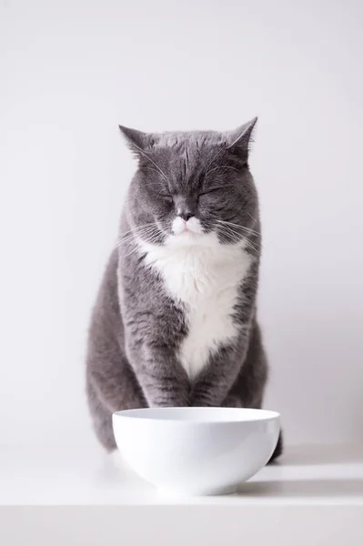 O gato britânico cinza — Fotografia de Stock