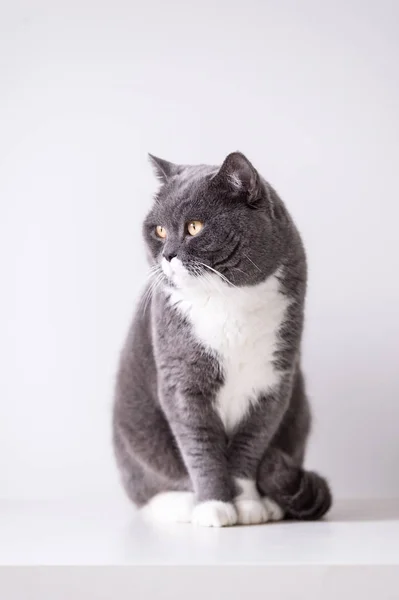 Den grå brittiska katten — Stockfoto