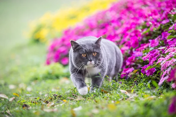 O gato britânico escondido nos arbustos — Fotografia de Stock