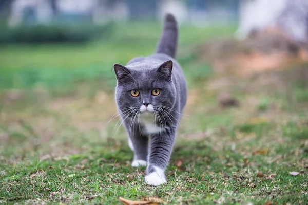 Šedé britská kočka, venkovní trávy — Stock fotografie