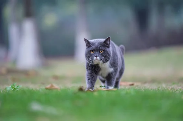 O gato britânico cinza, grama ao ar livre — Fotografia de Stock